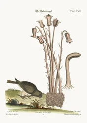 The Snow Bird, 1749-73